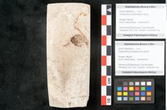 Foto (Objekt + Etikett) von Cinnamomum polymorphum Braun (NHMW-GEO-2024-0188-8195a)